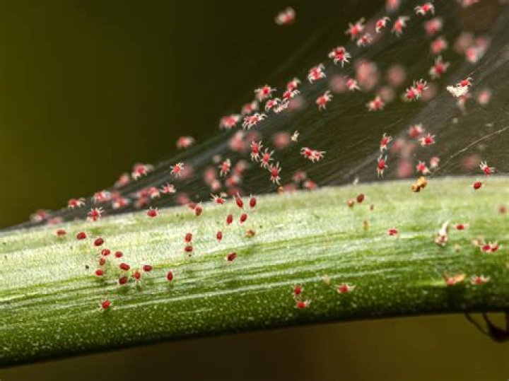 	POTHOS A DANGEROUS CLIMBER; CONTROLLING MITES, THRIPS	