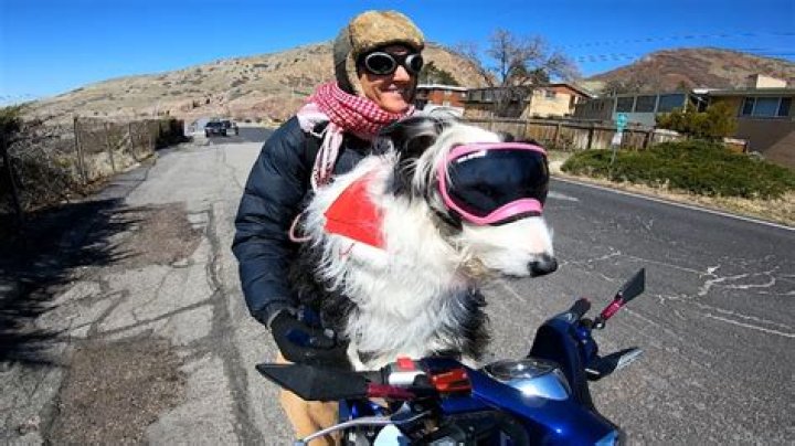 Pro Mountain Climber Saved By Friendship With Motorcycle-Riding Dog