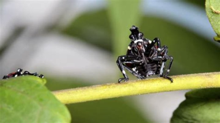 PSU study reveals impact of invasive spotted lanternflies on trees, environment