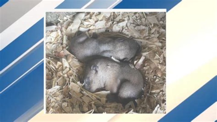 Punxsutawney Groundhog Club asking for public's help in naming baby groundhogs