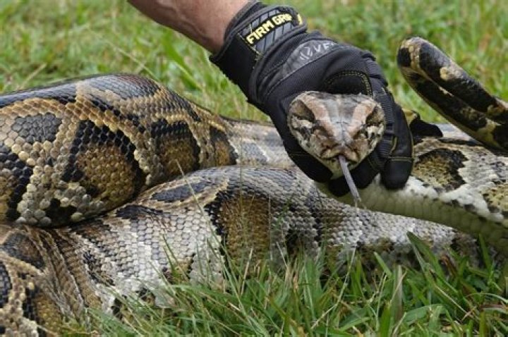 	Retired cop catches an incredible 41 snakes to win Florida’s annual python hunt	