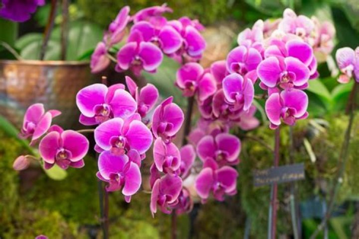 	Save on admission to Orchids on the Square sale in Delray Beach through Sunday	