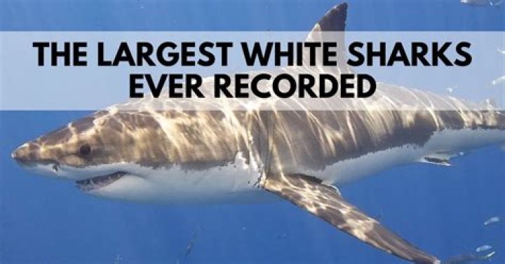 	SEE IT: Biggest great white shark on record spotted in Hawaii for first time in years	
