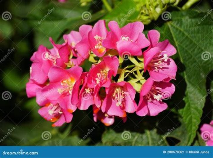 	Seminole dombeya has burst of color	