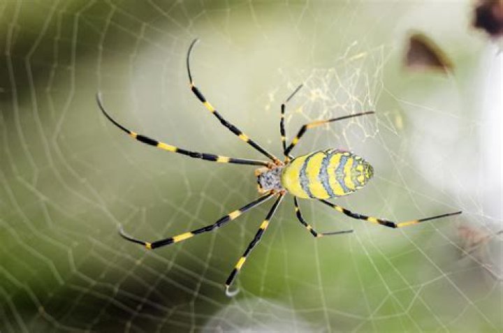 Silk production using giant spiders