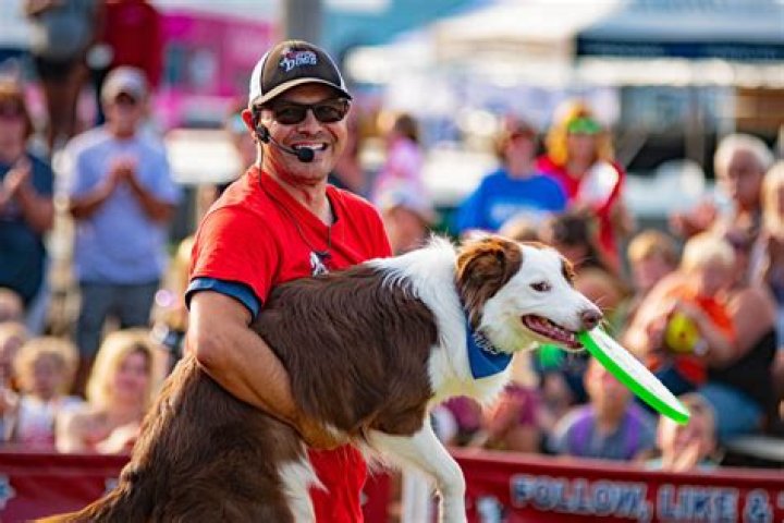 Skirbys Dog Video: The Ultimate Guide To Canine Entertainment