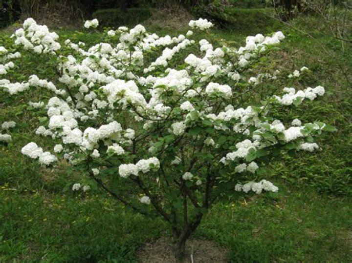 	SNOWFLAKE SHRUB BRINGS A SPRINKLING OF WHITE	
