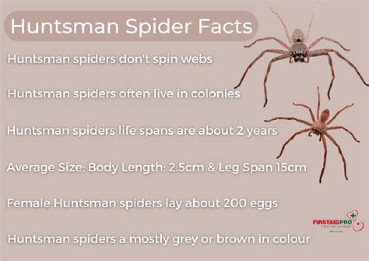 	SPIDERS KILL FOR EVIL MAN IN MAINE	