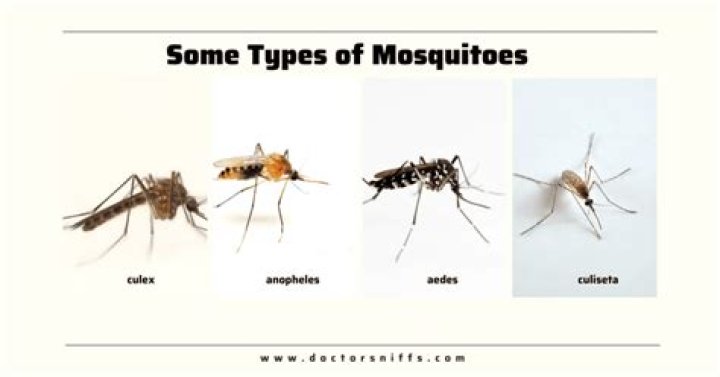 	Summertime buzz in the Everglades is all about mosquitoes	
