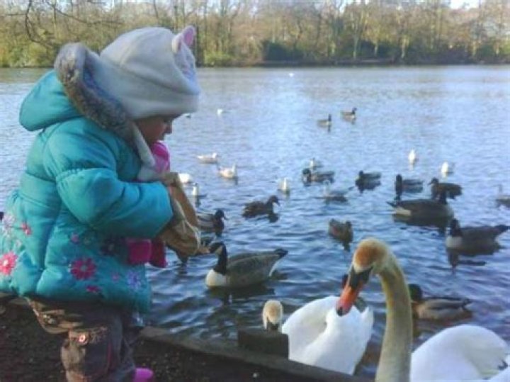 	SUNRISE QUACKS DOWN ON WILD-DUCK FEEDING	