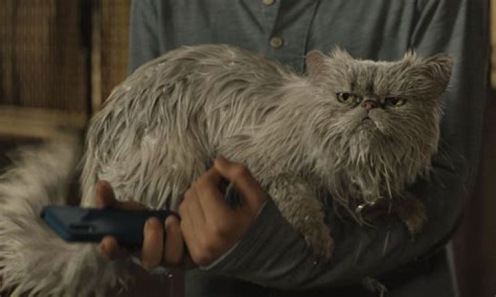 Terrible CGI cats in movies, ranked