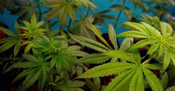 THC in marijuana could help avert fatal COVID-19 complications