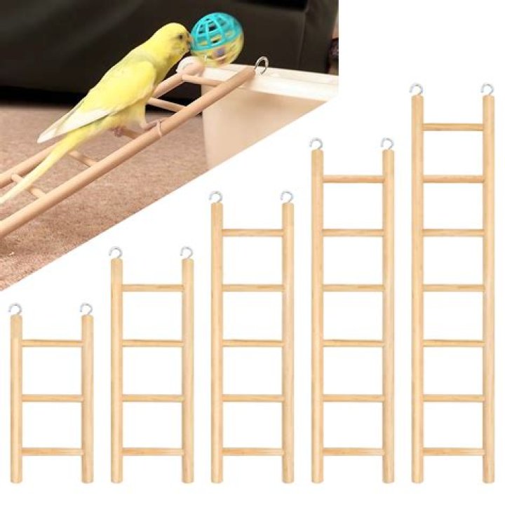 	The best bird ladder	