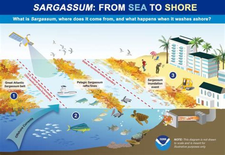 	The sargassum is here, but we can take action to prevent future unsavory blobs | Opinion	