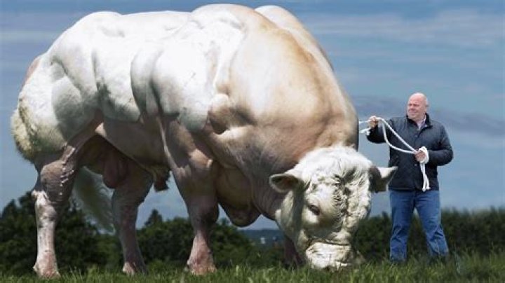 The Strongest Bull Breed: An In-Depth Exploration
