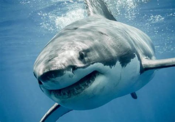 	Tiburón muerde a nadador en playa nudista de Miami-Dade	
