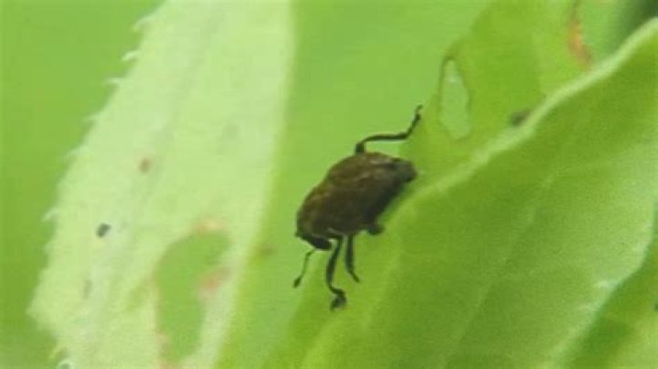 Tick look-alike causing some confusion