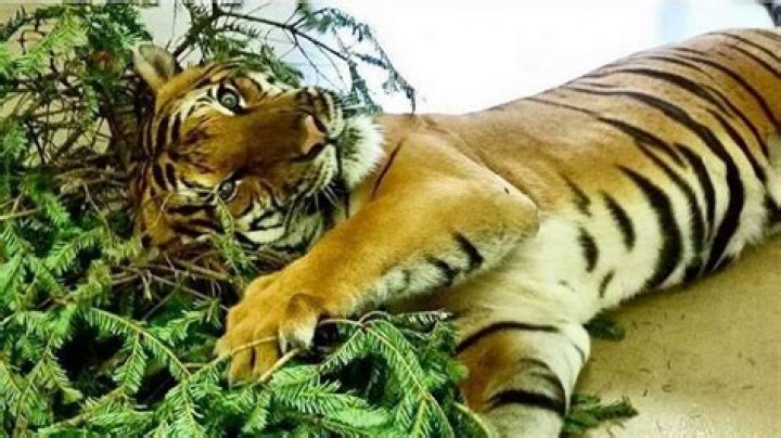 	Tiger attack: Palm Beach Zoo provides most detailed account yet on deadly encounter	