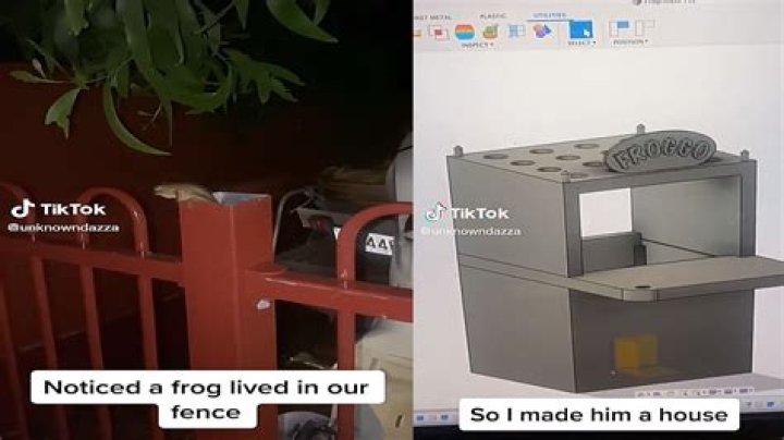 TikToker goes viral by “changing” frogs life with its own custom house