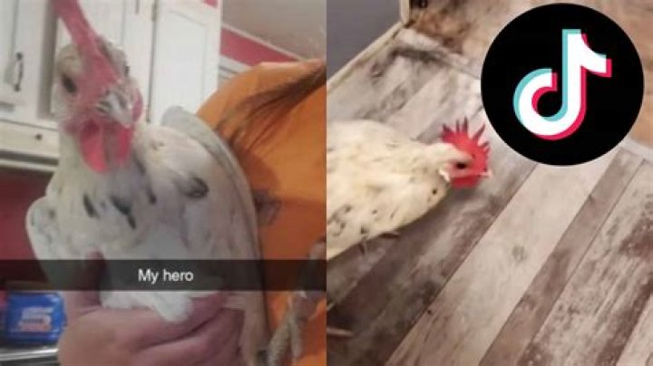 TikToker summons chicken to fight off wolf spider terrorizing her home