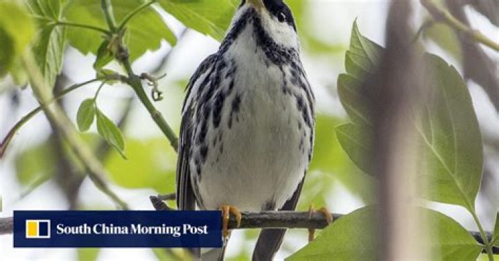 Tiny songbird completes long-haul flight without stopping for a rest