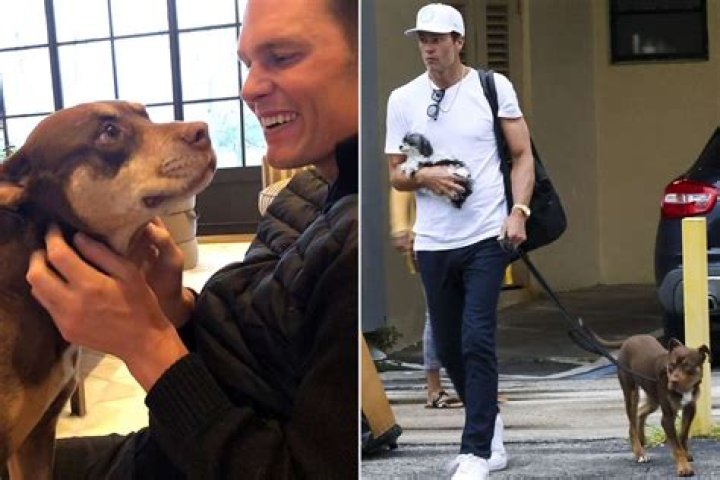 Tom Brady Dog Lua Death What Happened To NFL Player Tom Brady Dog Lua?