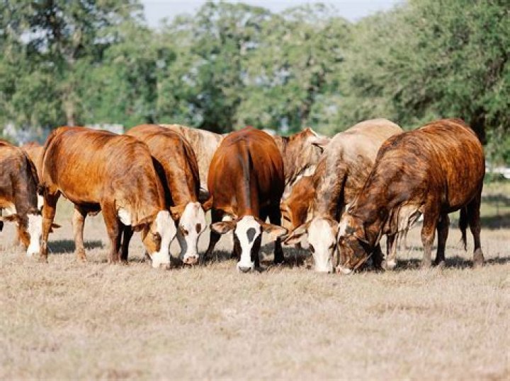 	TROPHY HUNTERS FIND BRAHMA ISLAND NO BUM STEER	