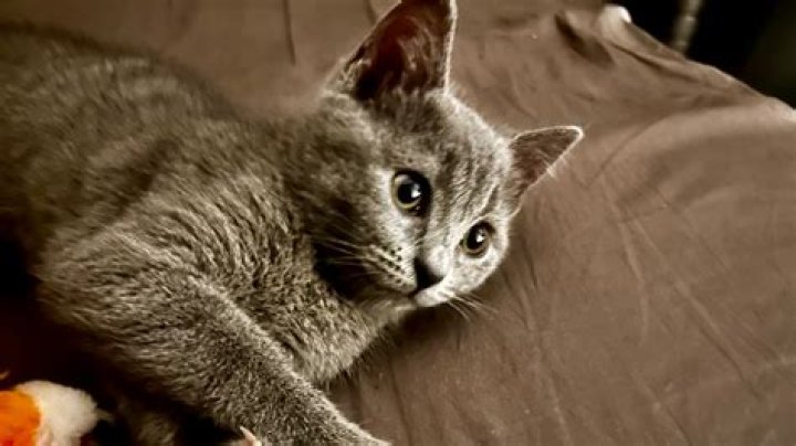 Ultimate Guide To Cat Sack Carrier: Choosing The Best For Your Feline Friend