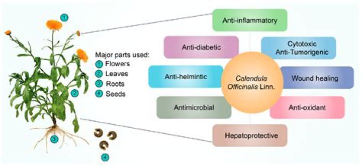 Understanding Gyp: The Multifaceted Term And Its Implications