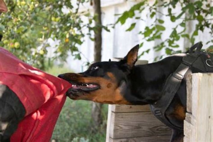 Understanding The Skirby Incident: A Deep Dive Into The Dog Attack Case