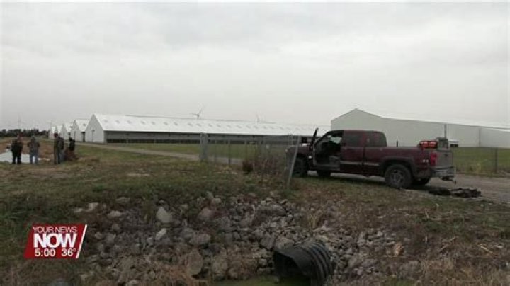 Vandals at Ohio farm release 10,000 carnivorous mink into wild, sheriff says
