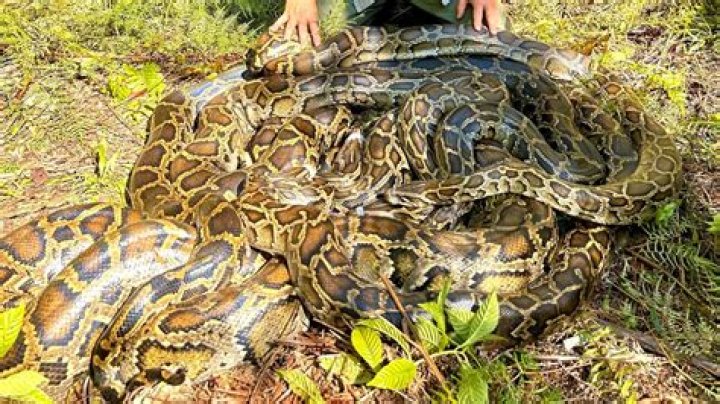 	VETERINARIAN SHOOTS 207-POUND PYTHON	