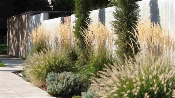 	Weed or ornamental? Depends on where you live	