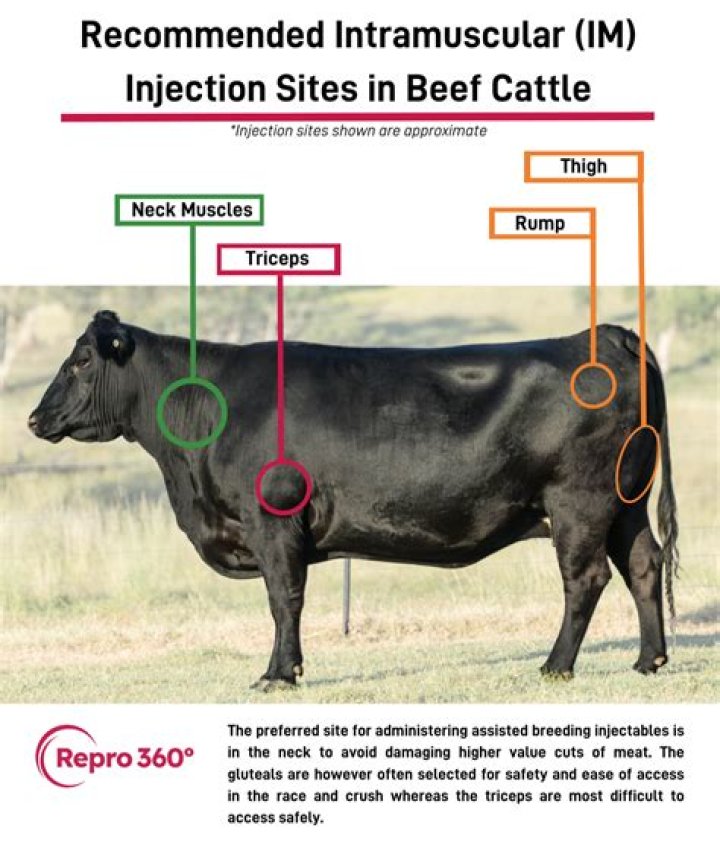 “What did they inject in to Cinks calves?”