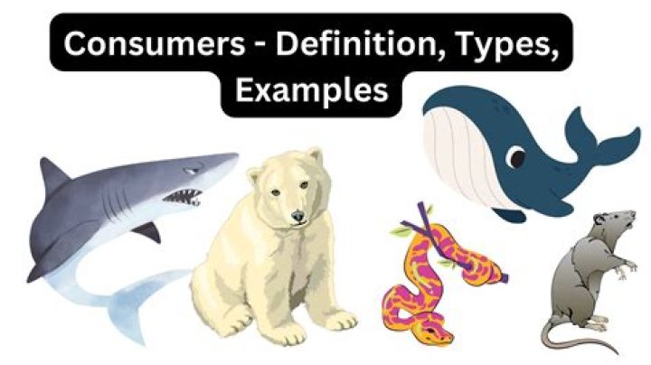 What This Means for Consumers