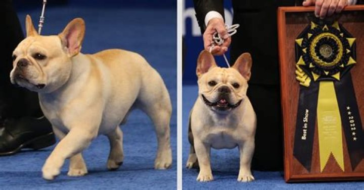 Winston French Bulldog Net Worth | Age, Height, Weight, Dating And More