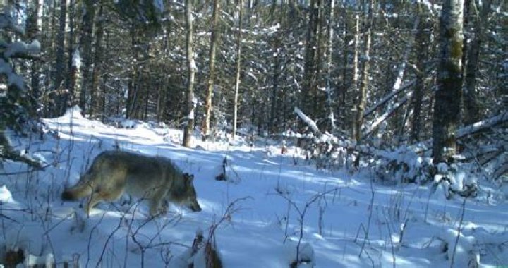 Wolves In Michigan's Lower Peninsula: Unraveling The Mystery