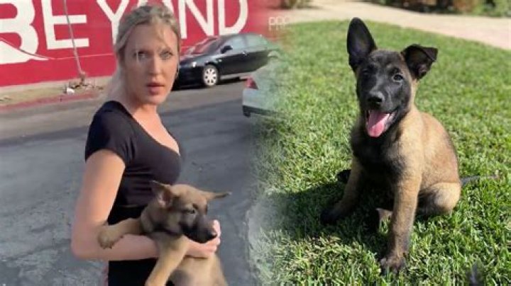 Woman throws puppy at stranger in disturbing video encounter