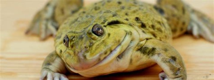 Would you eat fatty frog tissue to look younger?