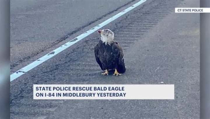 Young bald eagle rescued by state police on I-84 in Middlebury | National